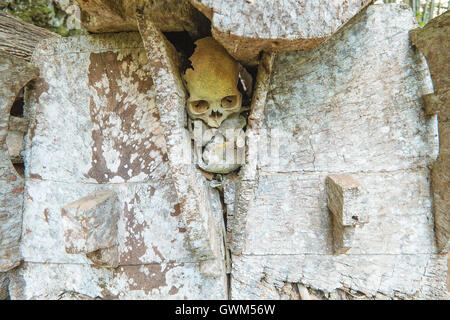 Hunderttausend Jahre hängenden Sarg und Stein Friedhof der Toraja Leute Stockfoto