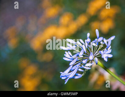 Nahaufnahme einer wunderschönen blauen Alium Blume Stockfoto