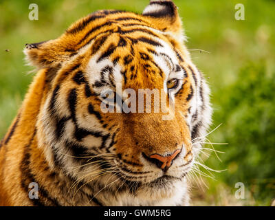 Eine Bengal Tiger in eine Raubkatze Heiligtum in der Provinz Ostkap in Südafrika Stockfoto