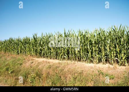 Tempo Alencon Frankreich - Mais wächst in einem Feld auf Ackerland in der französischen Landschaft Stockfoto