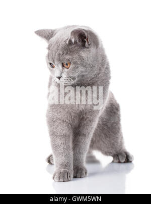 graue Scottish Fold Katze sitzt auf weiß, Begriff der Gnade Stockfoto