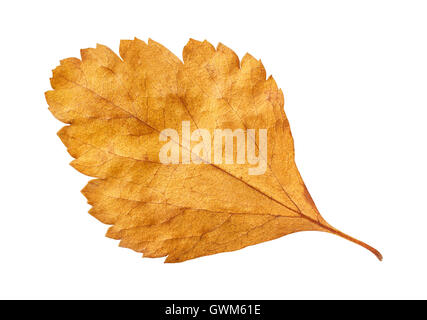 Herbst rote Blatt weiß, unterwegs im Pfad, Makrofoto isoliert Stockfoto