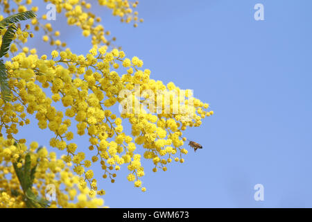Honig Biene lateinisch apis Mellifera sammeln Pollen auf Mimosa Acacia Dealbata Sinnpflanze oder blaue Flechtwerk in Italien von Ruth Schwan Stockfoto
