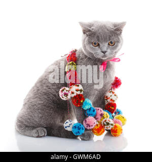 Scottish Fold Katze mit bunten Dekorationen sitzen auf weiß Stockfoto