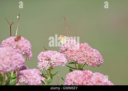 gemeinsame blaue Schmetterling schwachen blauen Körper aber mit Orange wings Polyommatus Icarus auf Iceplant in Italien von Ruth Schwan Stockfoto