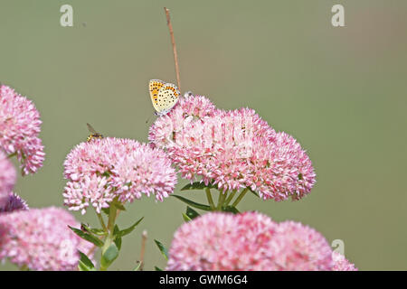 gemeinsame blaue Schmetterling schwachen blauen Körper aber mit Orange wings Polyommatus Icarus auf Iceplant in Italien von Ruth Schwan Stockfoto