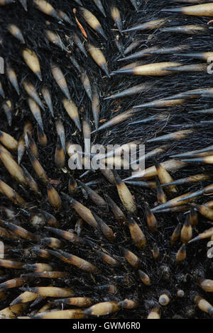 Ameisenigel Stacheln. Stockfoto