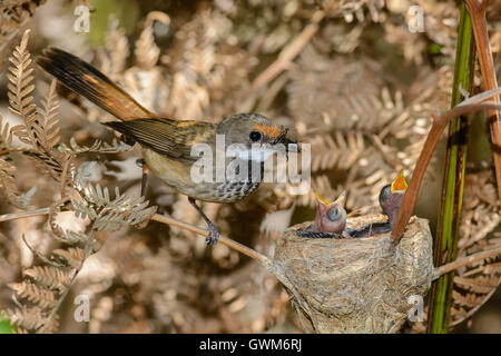 Nisten Rufous Fantail. Stockfoto