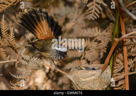 Nisten Rufous Fantail. Stockfoto