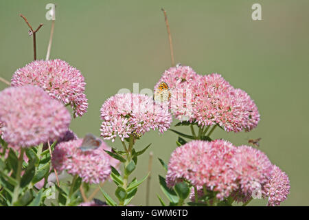 gemeinsame blaue Schmetterling schwachen blauen Körper aber mit Orange wings Polyommatus Icarus auf Iceplant in Italien von Ruth Schwan Stockfoto