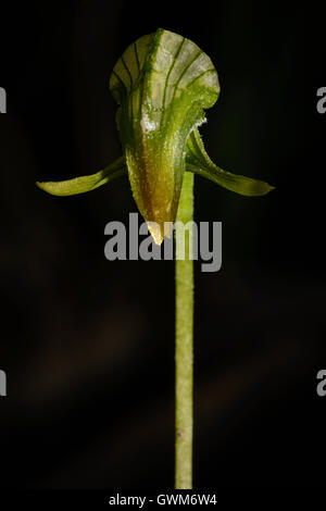 Nickend Pterostylis Orchidee. Stockfoto