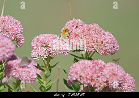 gemeinsame blaue Schmetterling schwachen blauen Körper aber mit Orange wings Polyommatus Icarus auf Iceplant in Italien von Ruth Schwan Stockfoto