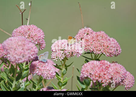 gemeinsame blaue Schmetterling schwachen blauen Körper aber mit Orange wings Polyommatus Icarus auf Iceplant in Italien von Ruth Schwan Stockfoto