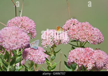 gemeinsame blaue Schmetterling schwachen blauen Körper aber mit Orange wings Polyommatus Icarus auf Iceplant in Italien von Ruth Schwan Stockfoto