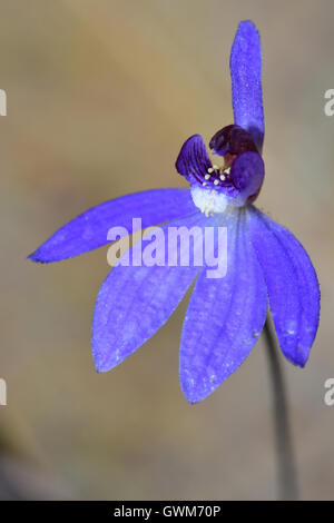 Blaue Caladenia. Stockfoto