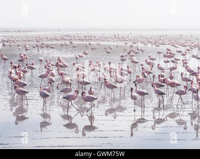 Gruppe von Flamingos in Walvis Bay Lagune. Stockfoto