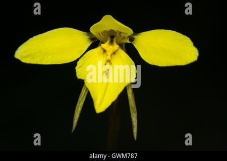 Goldene Moth Orchid. Stockfoto