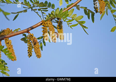 Honig Biene lateinische Name apis Mellifera sammeln Pollen auf einer Akazie im Frühjahr in Italien von Ruth Schwan Stockfoto