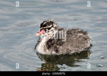 Ohrentaucher Stockfoto