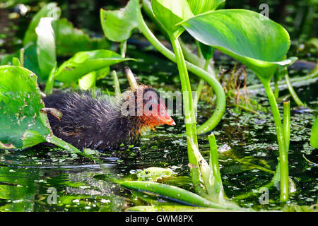 Eurasische Blässhuhn Stockfoto