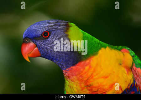 Regenbogen Lorikeet Porträt. Stockfoto