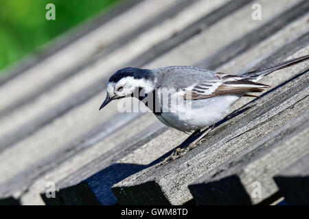 Bachstelze Stockfoto