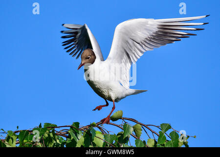 Lachmöwe Stockfoto