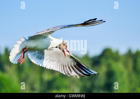 Lachmöwe Stockfoto