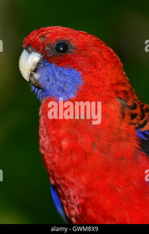 Crimson Rosella Porträt. Stockfoto