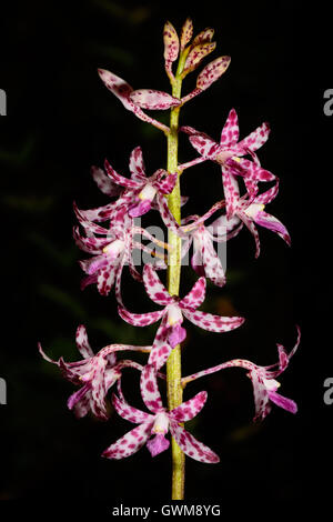 Blotched Hyazinthe Orchidee Blütenstand. Stockfoto