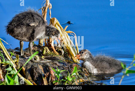 Eurasische Blässhuhn Stockfoto