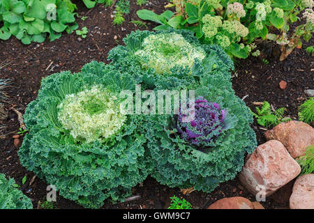 Dekorative Zier Kohl oder Grünkohl Stockfoto