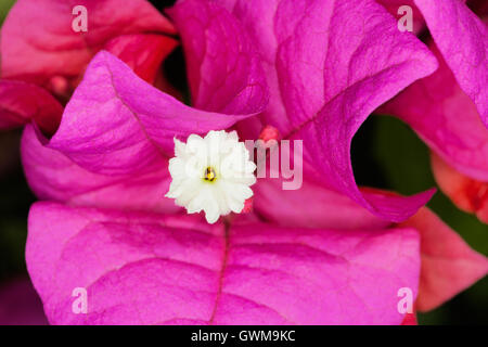 Nahaufnahme von einem rosa Bougainvillea Hochblatt mit die kleine weiße Blume in der Mitte Stockfoto