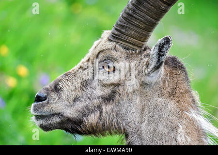 Alpensteinbock Stockfoto