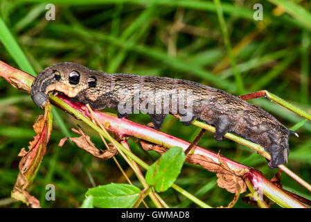 Elephant Hawk-moth Stockfoto