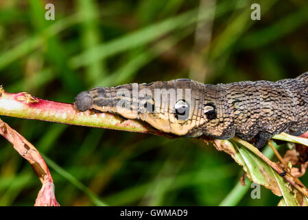 Elephant Hawk-moth Stockfoto