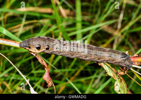 Elephant Hawk-moth Stockfoto