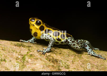 Einen männlichen mimischen vergiften Frosch (Ranitomeya Imitator) Aufruf aus einem Zweig. Stockfoto