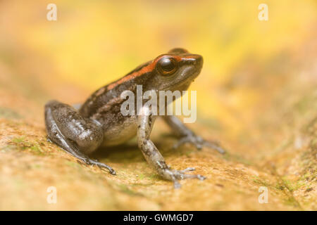 Eine Rakete-Frosch (Hyloxalus Nexipus), ein Mitglied der Familie vergiften Frosch sitzt auf einem Blatt im Norden Perus. Stockfoto