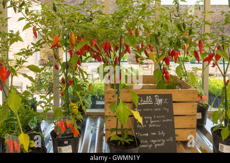 Chili Paprika wächst im viktorianischen Gewächshaus bei der ummauerten Rose Gardan Wynyard Hall Tees Valley England UK Stockfoto