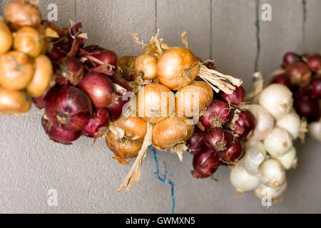 Allium Cepa. Zwiebeln in der Gartenhalle aufgereiht. Stockfoto