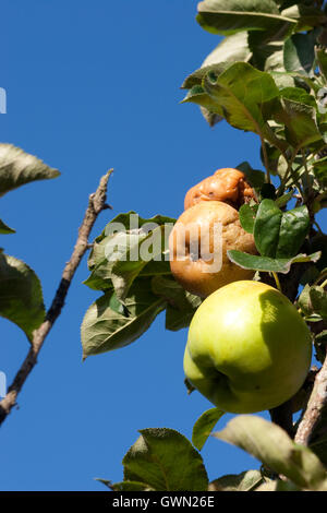 Guten Apfel und faule Äpfel am Baum Stockfoto