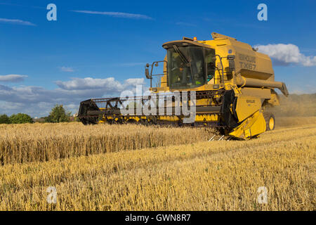 Mähdrescher ernten Futtergerste UK Stockfoto