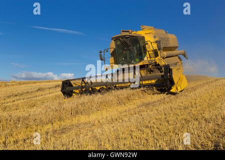 Mähdrescher ernten Futtergerste UK Stockfoto