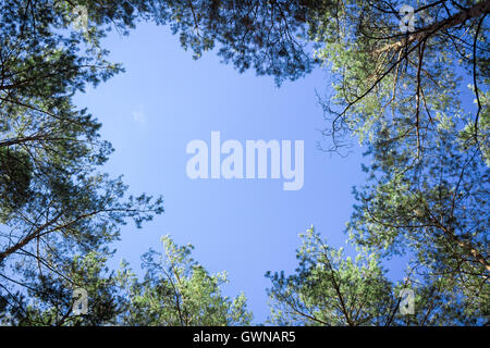 Natur-Hintergrund Contifer Bäume Tops Suche, blauer Himmel Stockfoto