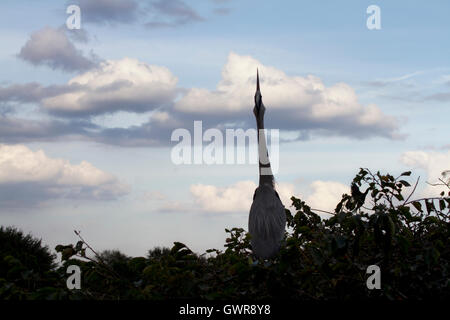 Tag ist fast fertig, aber nicht so für eine Great Blue Heron versuchen, finden ein Partner in diesem Küstenabschnitt Körperhaltung erreichen bis zu den Wolken. Stockfoto