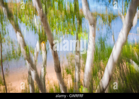 Abstrakte Landschaft Sommer Birken mit grünen Blättern auf sandige Seeufer am Wasser wachsen. Bild von Kamera m produziert Stockfoto