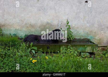 Hund im Wassertrog entlang des Camino de Santiago, Frances route Stockfoto