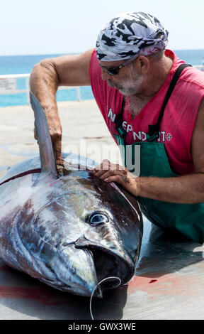 Die Insel Ascension Wharf, mann Schlachten frisch gelandet Gelbflossenthun, die Leitung wurde gefangen durch Sportfishing Stockfoto