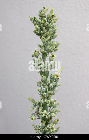 Nahaufnahme von Kalanchoe Thyrsiflora oder auch bekannt als Kalanchoe Flapjack Blume Stockfoto